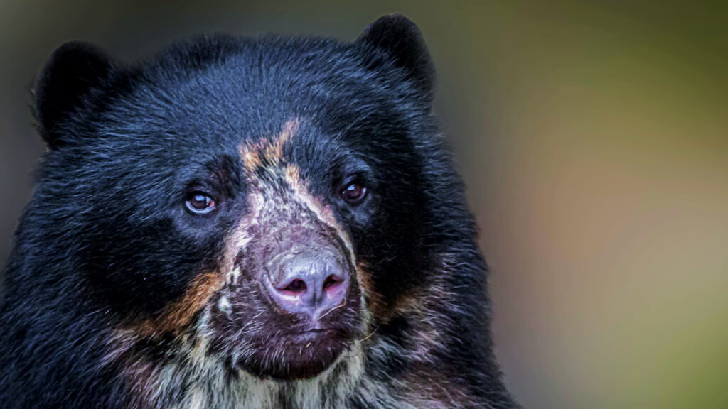 An Andean bear with distinctive white markings around its eyes in a forested mountain habitat.